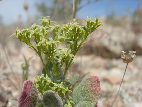 Chorizanthe corrugata